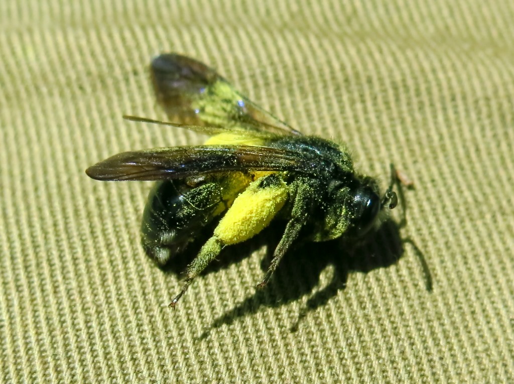 Andrena agilissima?....molto impollinata