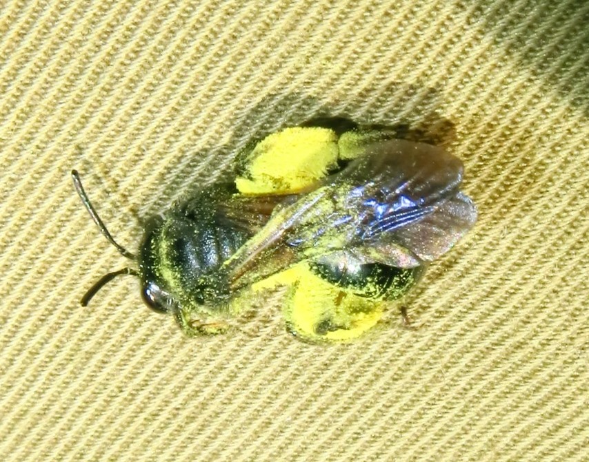 Andrena agilissima?....molto impollinata