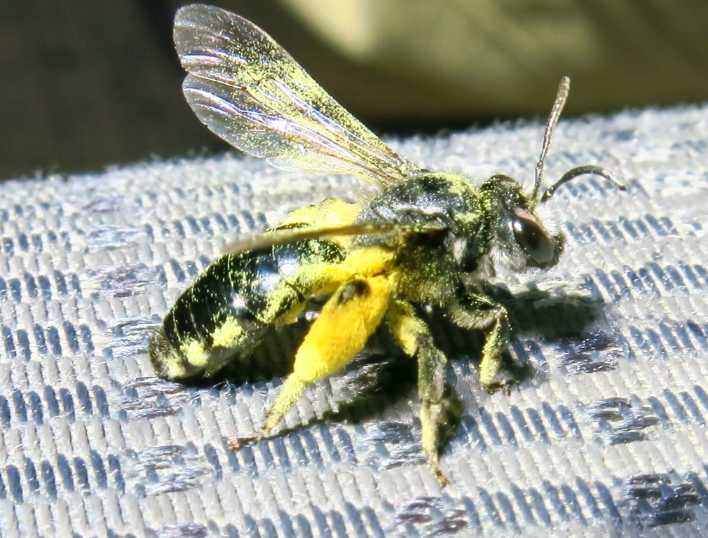 Andrena agilissima?....molto impollinata