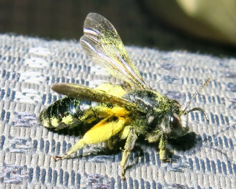 Andrena agilissima?....molto impollinata