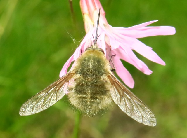 Bombyliidae - Bombylius sp.