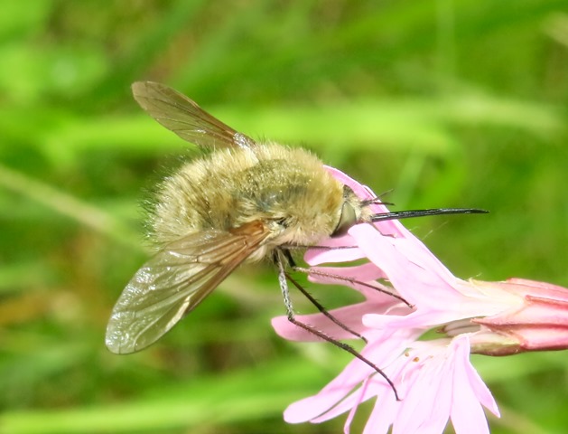 Bombyliidae - Bombylius sp.