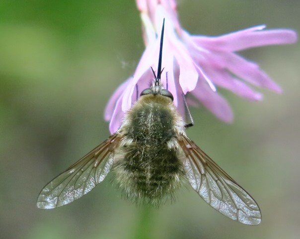 Bombyliidae - Bombylius sp.