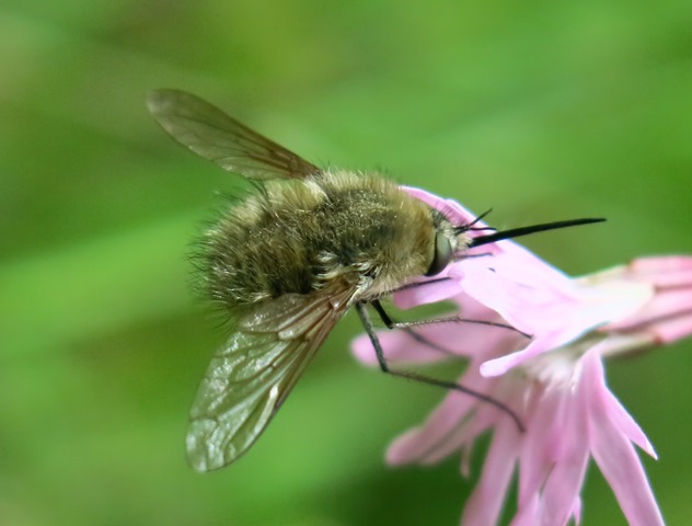 Bombyliidae - Bombylius sp.