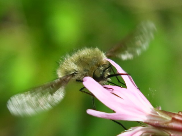 Bombyliidae - Bombylius sp.