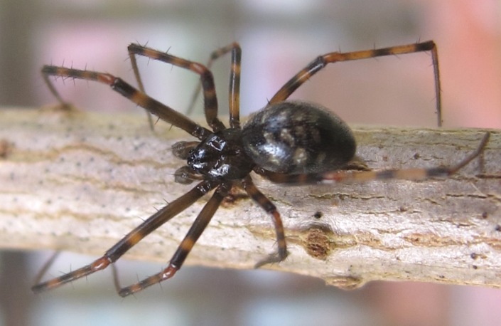 Pimoa rupicola - Acquapendente (VT)