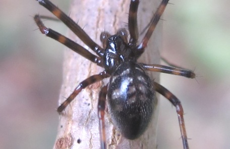 Pimoa rupicola - Acquapendente (VT)