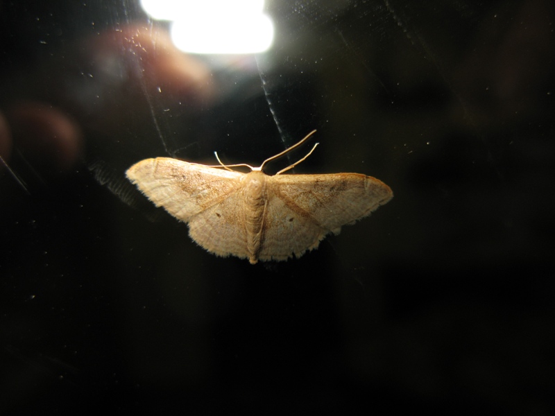 Geometridae da identificare?