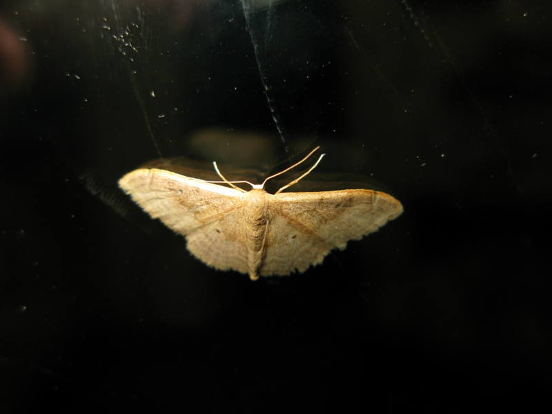 Geometridae da identificare?