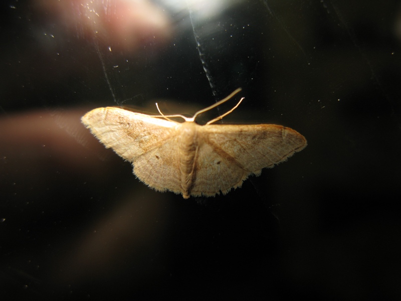 Geometridae da identificare?