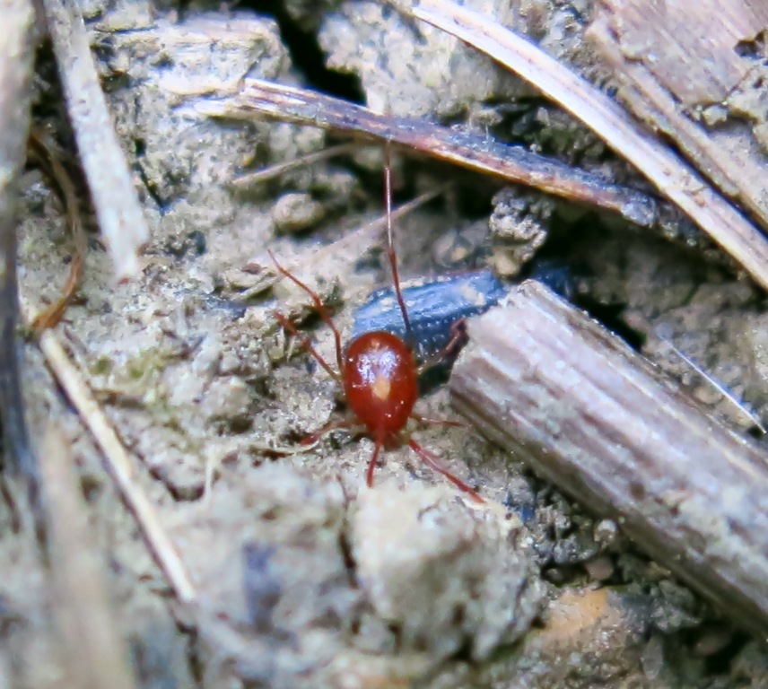 Erythraeidae da determinare?