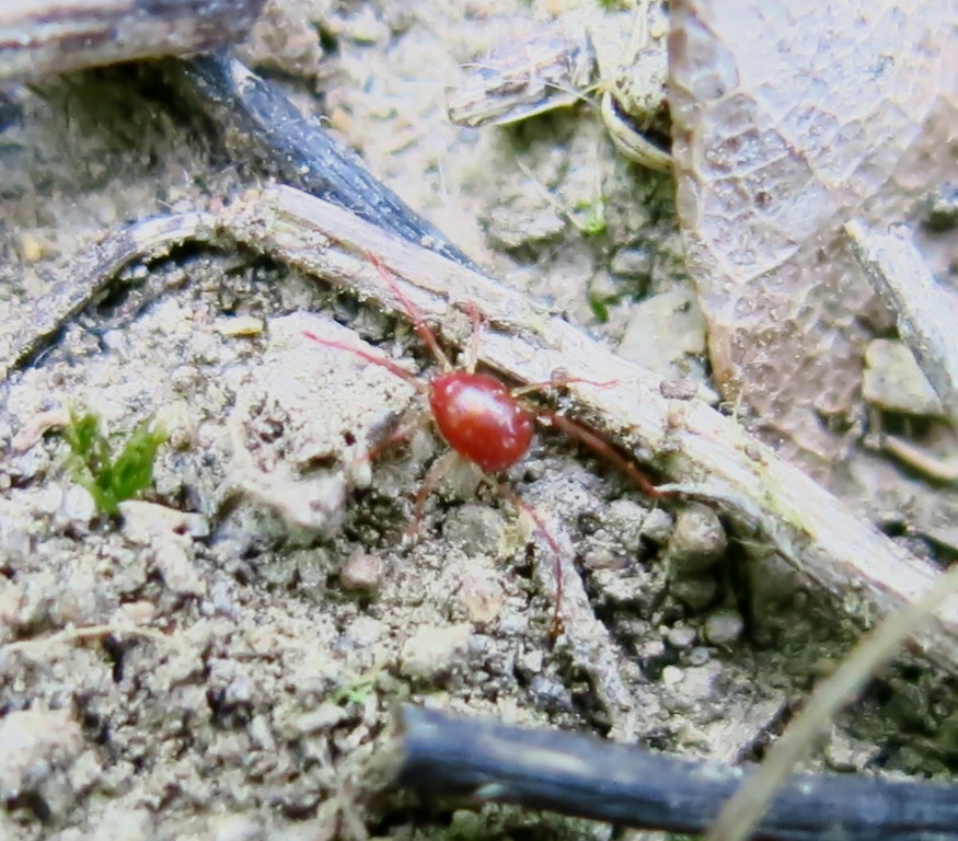 Erythraeidae da determinare?