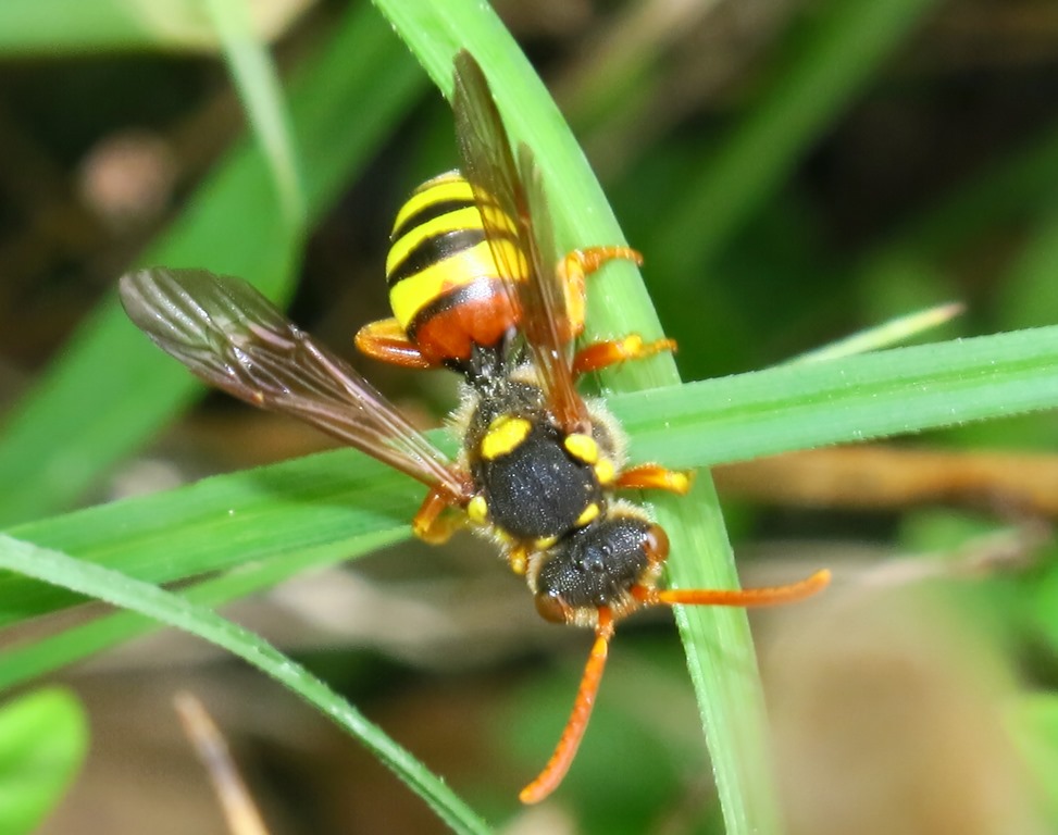 Nomada cfr fucata, femmina   (Apidae)
