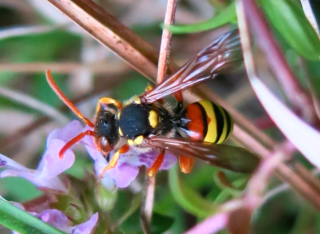 Nomada cfr fucata, femmina   (Apidae)