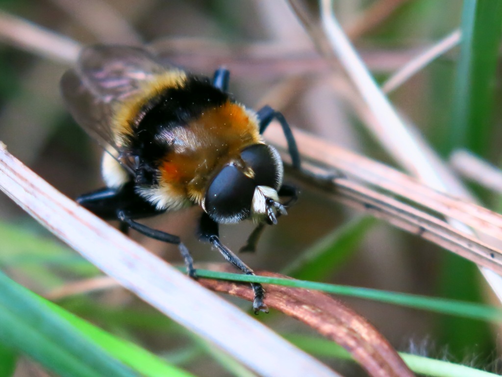 Syrphidae - Merodon equestris