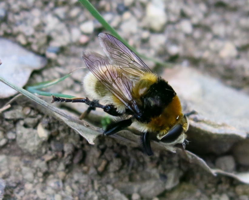 Syrphidae - Merodon equestris