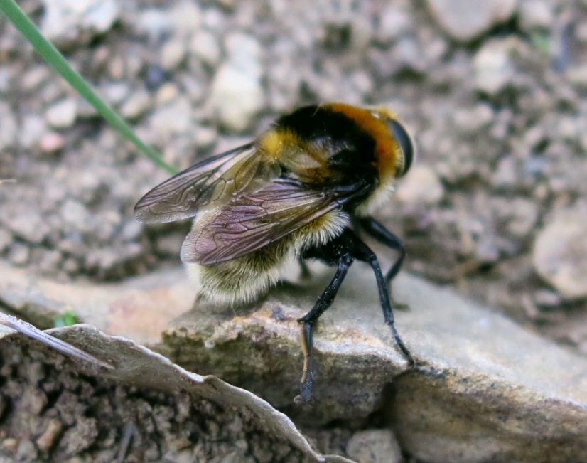 Syrphidae - Merodon equestris