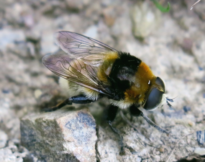 Syrphidae - Merodon equestris