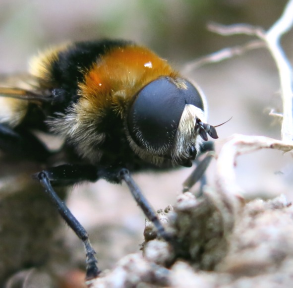 Syrphidae - Merodon equestris