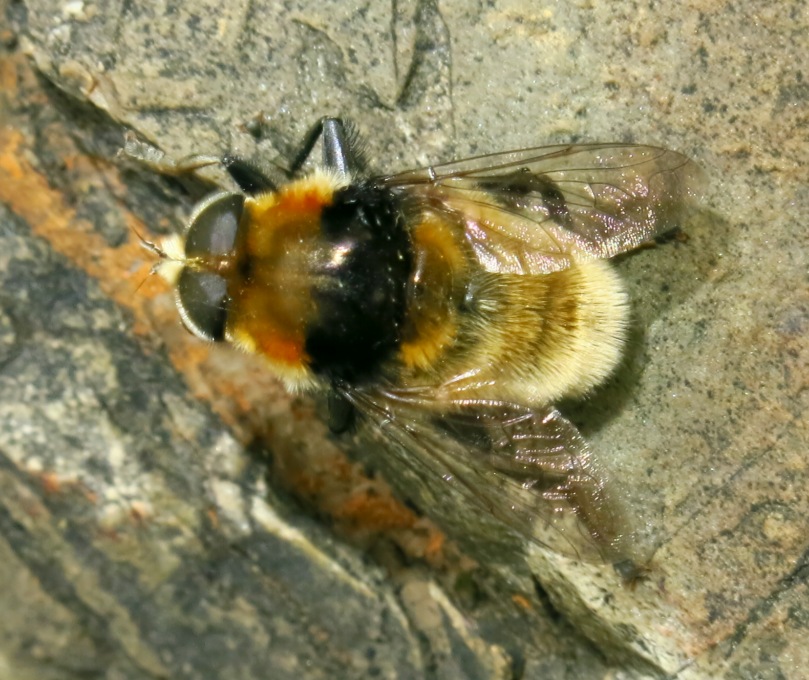 Syrphidae - Merodon equestris