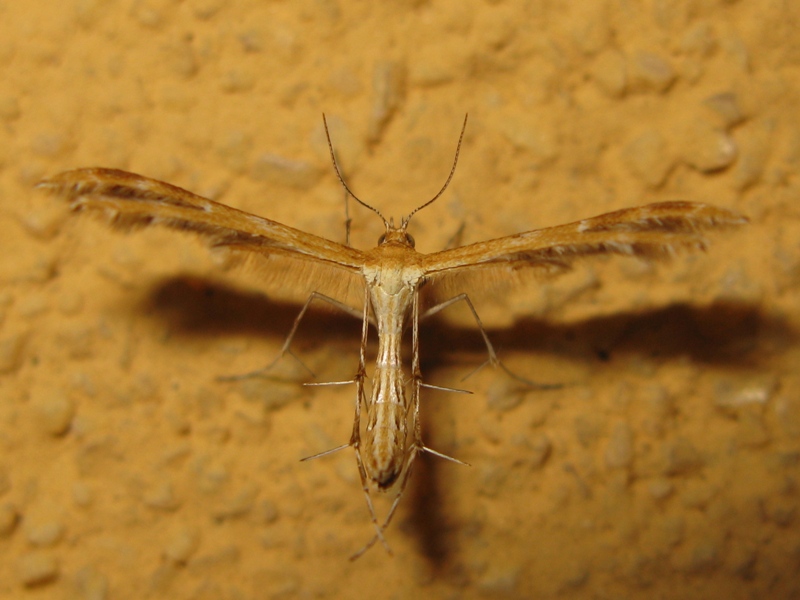 Pterophotidae da identificare?