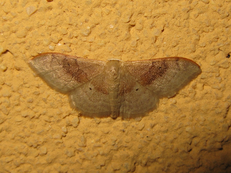 Geometridae da identificare?