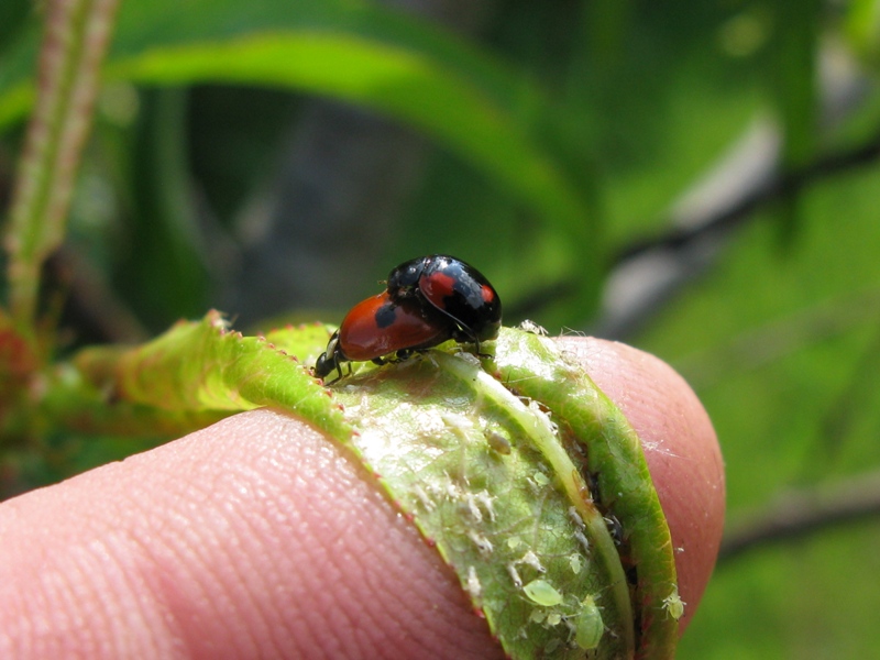 Adalia bipunctata in accoppiamento e 