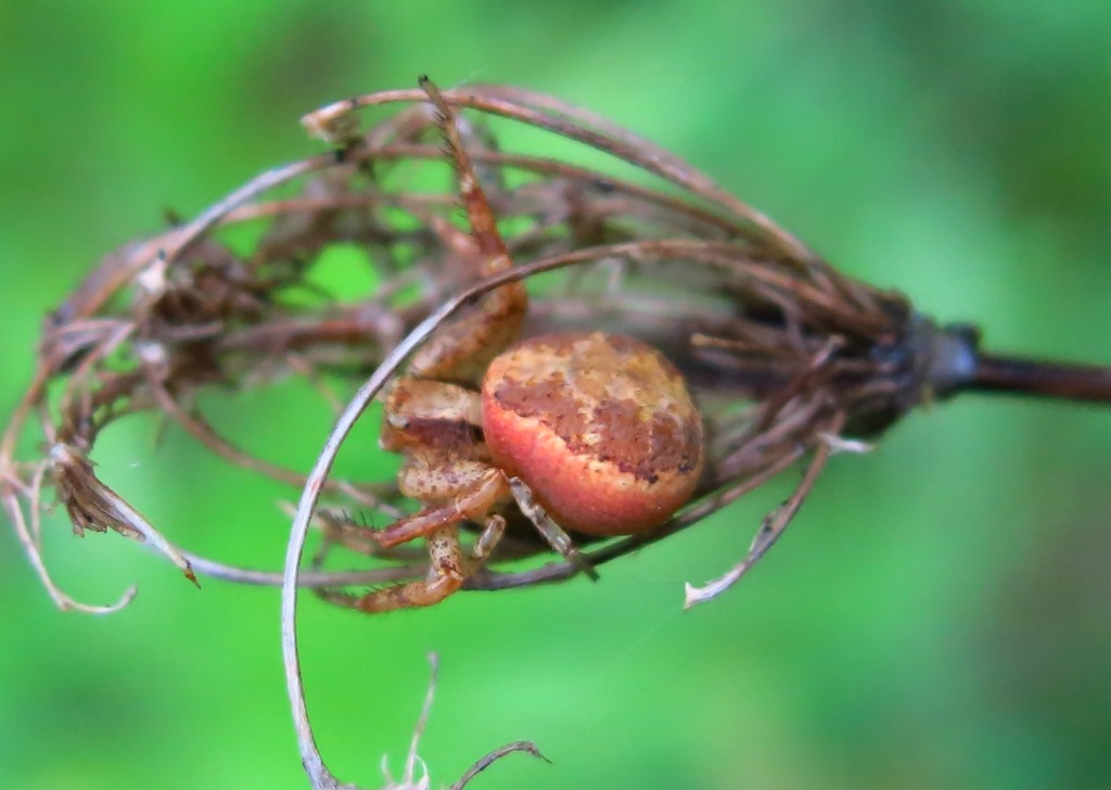 Acquapendente (VT) - Xysticus cf. lanio