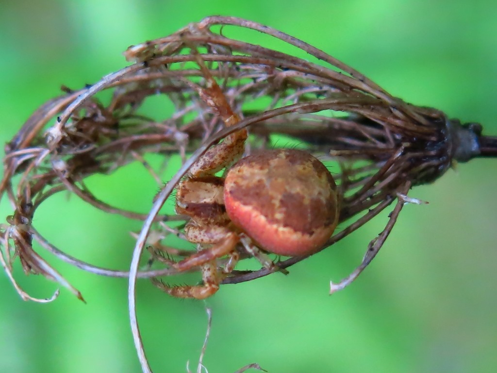 Acquapendente (VT) - Xysticus cf. lanio