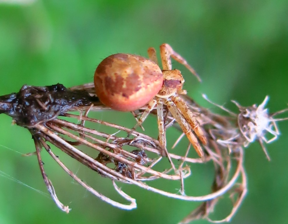 Acquapendente (VT) - Xysticus cf. lanio