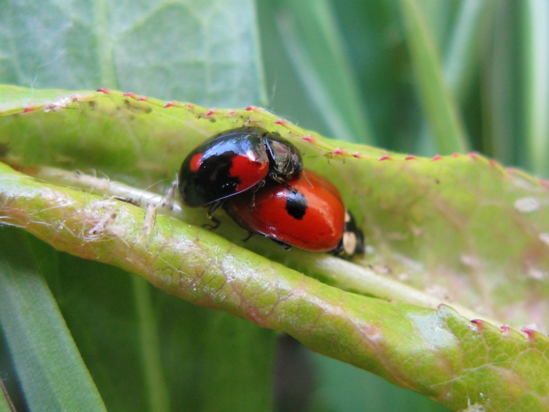 Adalia bipunctata in accoppiamento e 