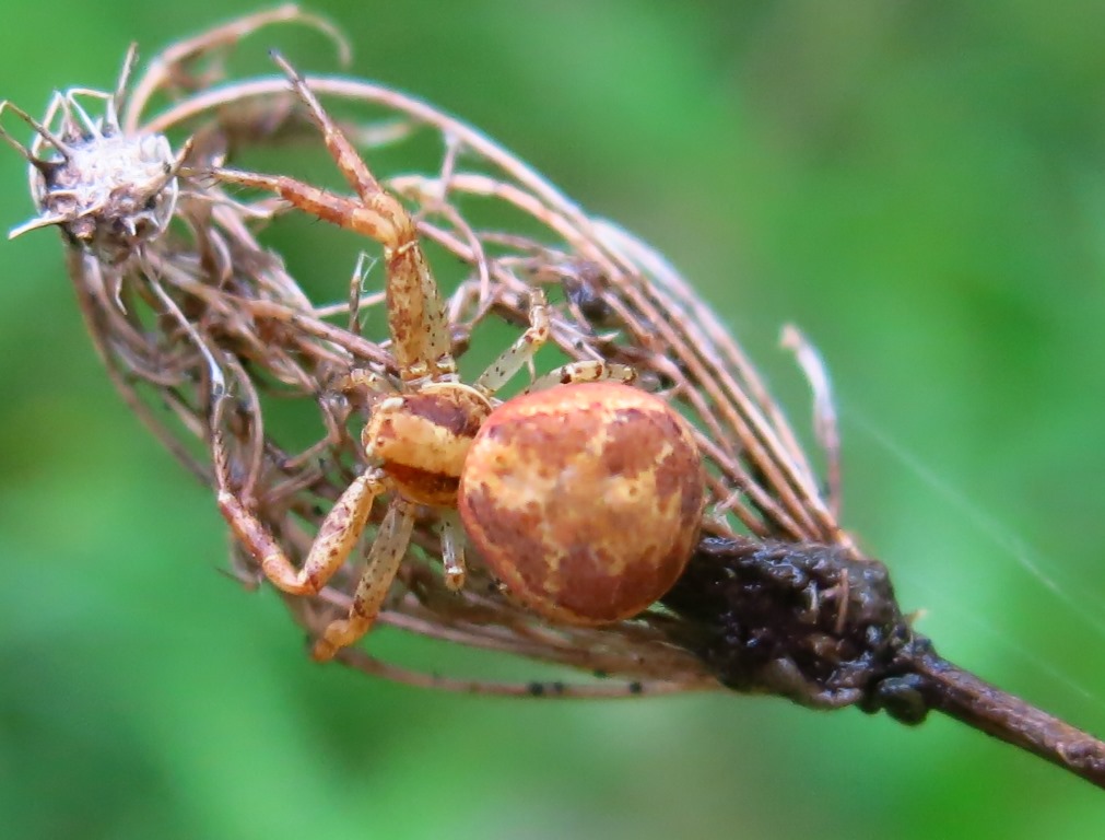 Acquapendente (VT) - Xysticus cf. lanio