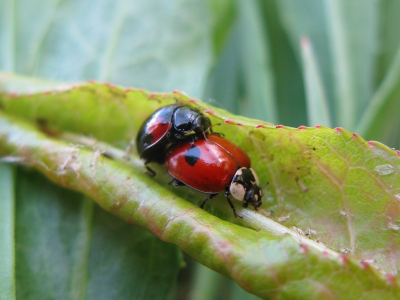 Adalia bipunctata in accoppiamento e 