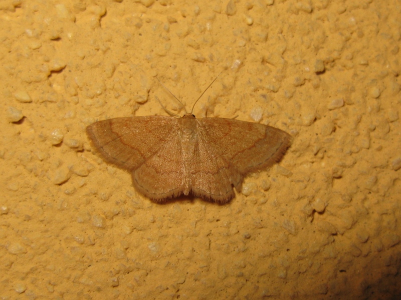 IDAEA 2 da determinare?