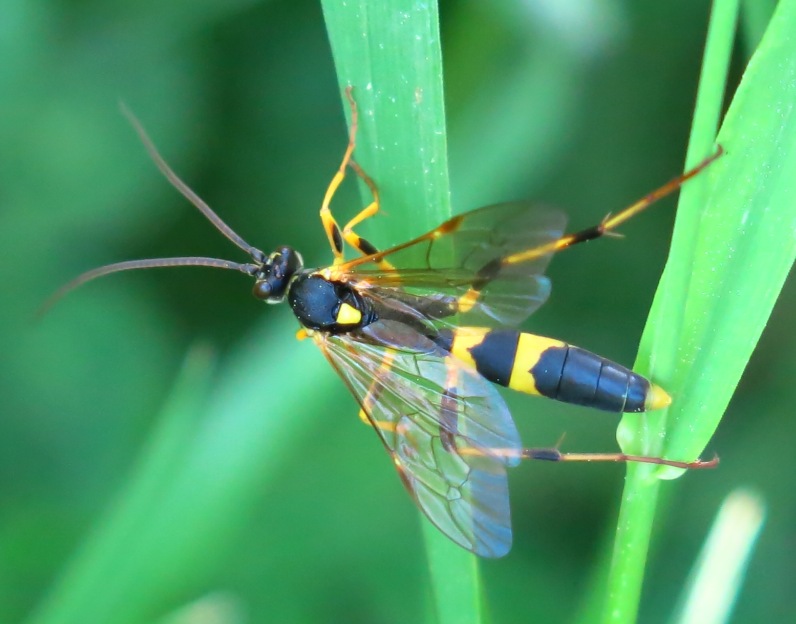 Amblyteles armatorius da conf., Ichneumonidae