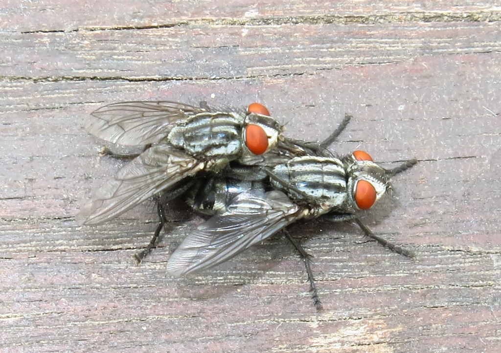 Sarcophaga sp. (Sarcophagidae)