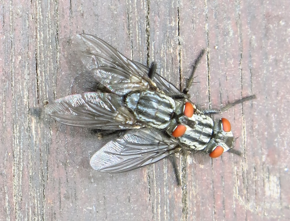 Sarcophaga sp. (Sarcophagidae)