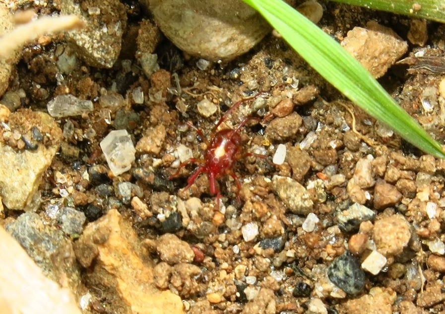 Acaro rosso marmorizzato: Erythraeus sp.