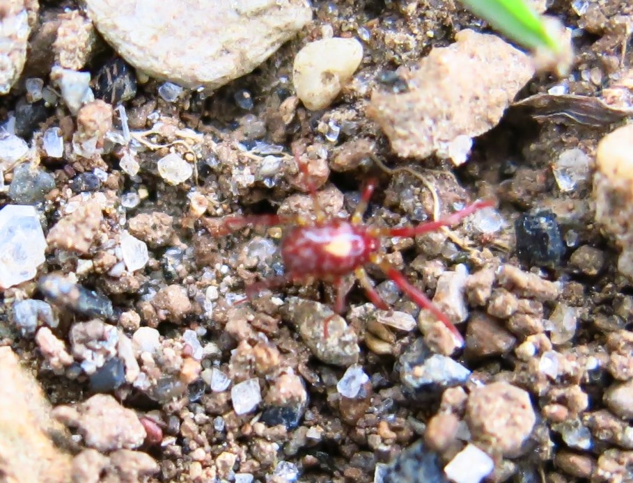 Acaro rosso marmorizzato: Erythraeus sp.