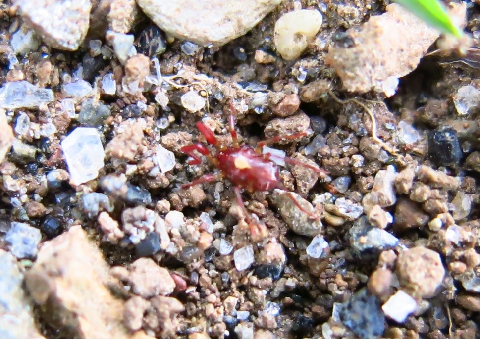 Acaro rosso marmorizzato: Erythraeus sp.