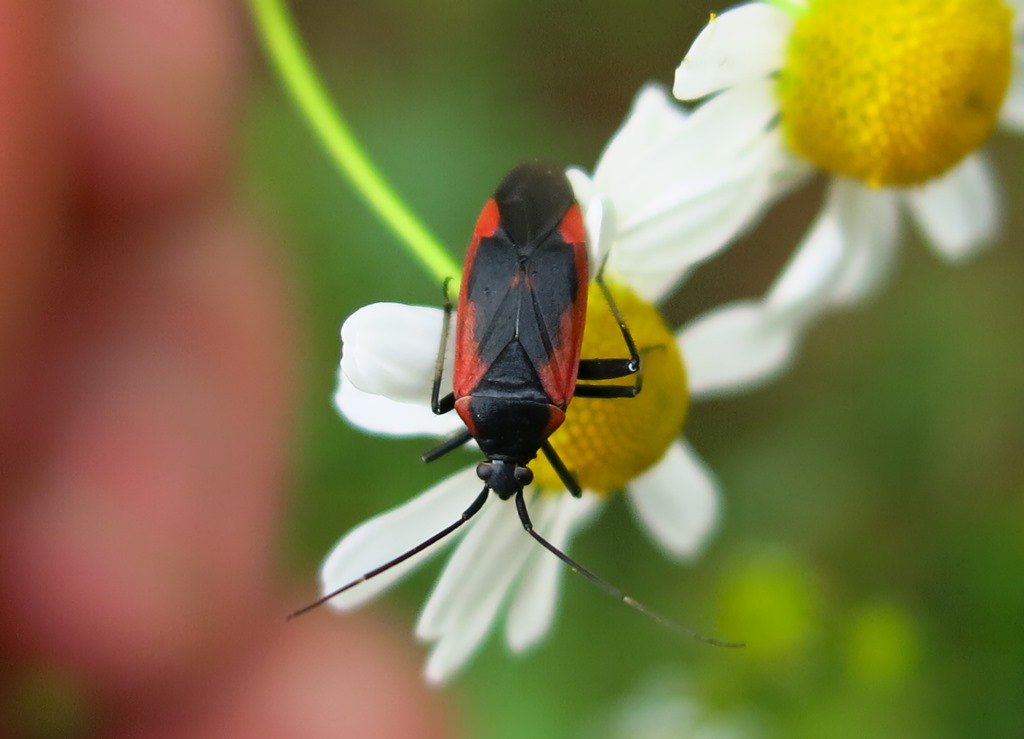 Calocoris cfr. nemoralis (Miridae)