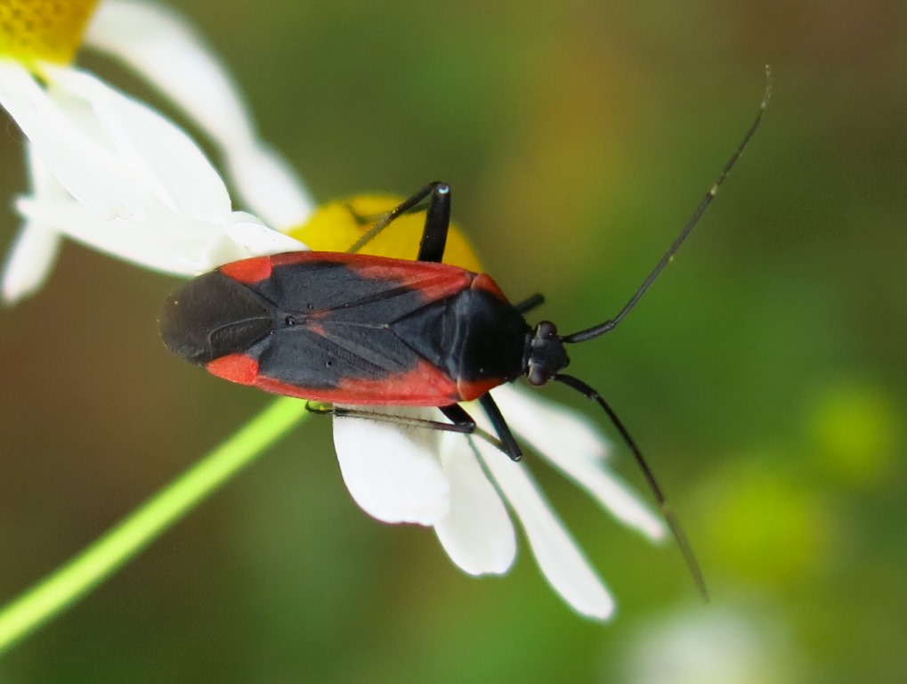 Calocoris cfr. nemoralis (Miridae)