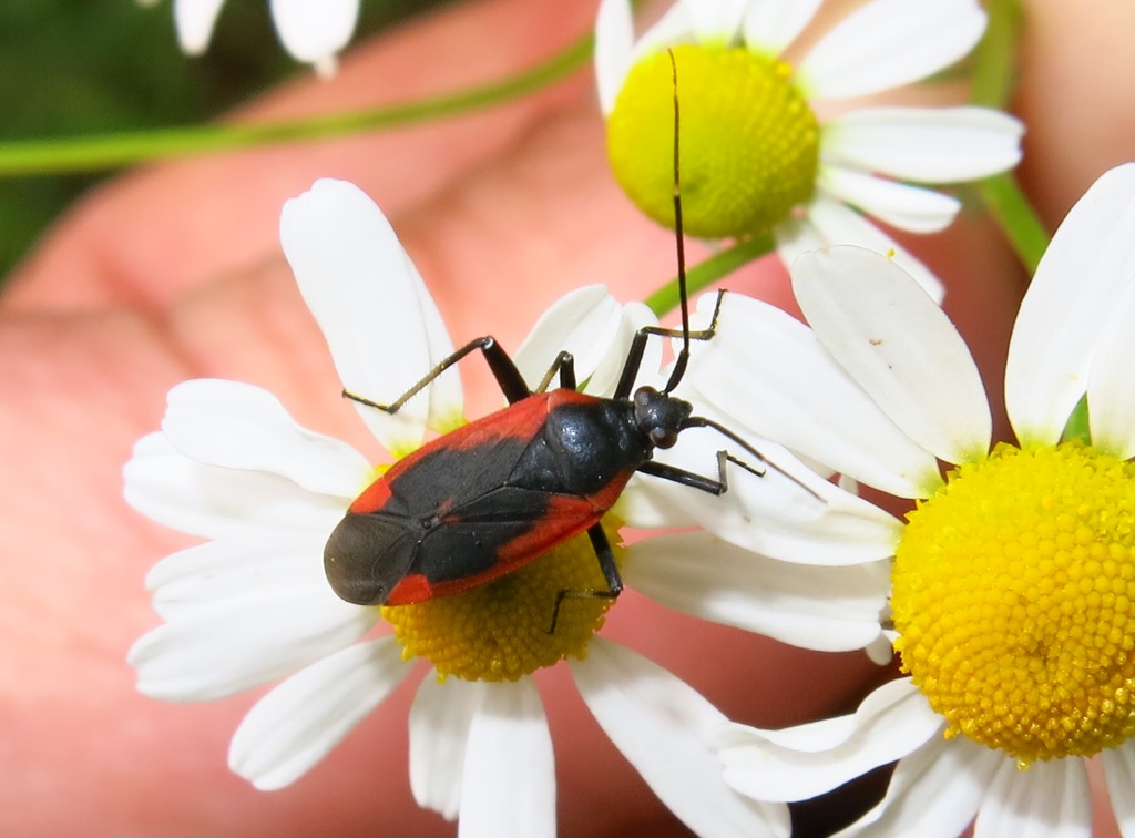 Calocoris cfr. nemoralis (Miridae)