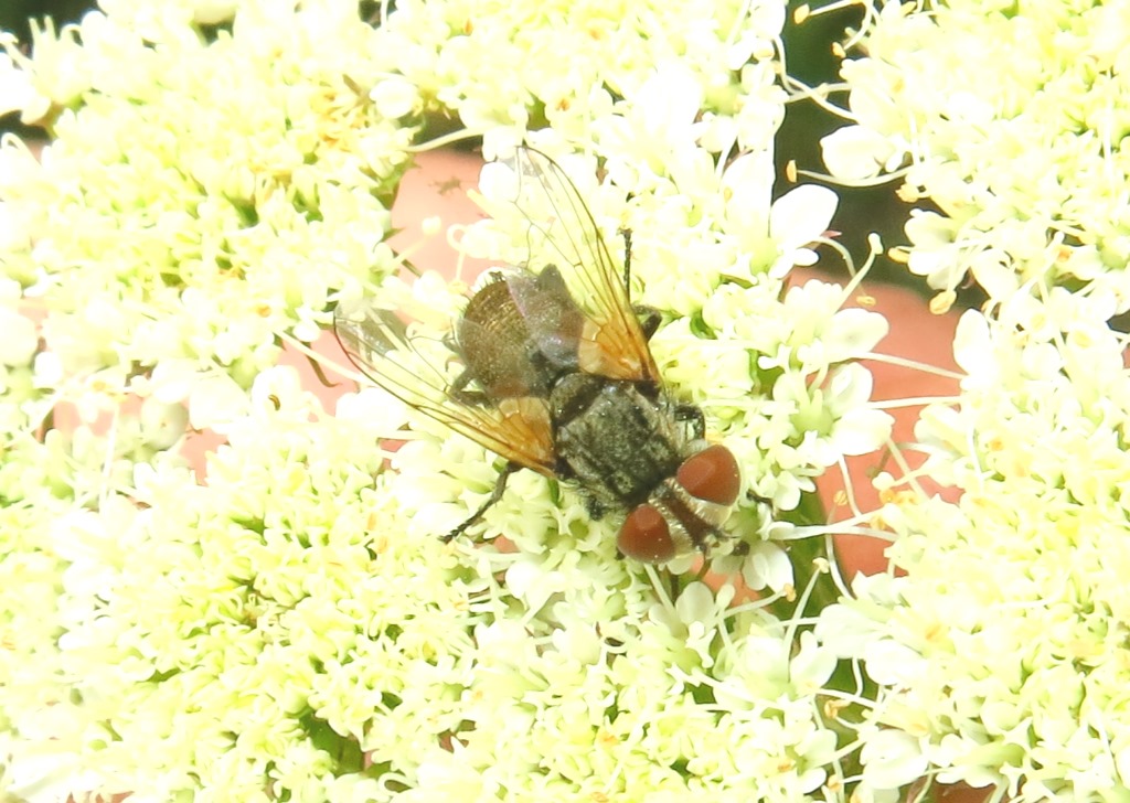 Tachinidae Phasiinae