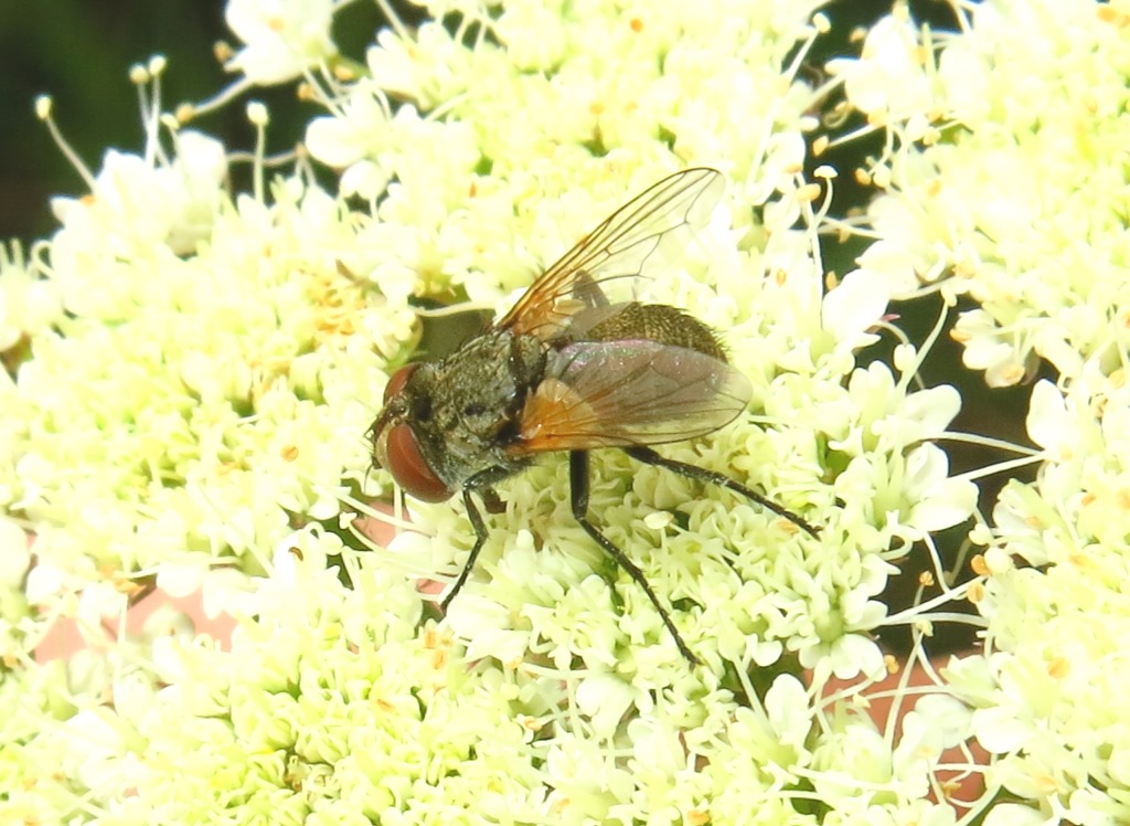 Tachinidae Phasiinae