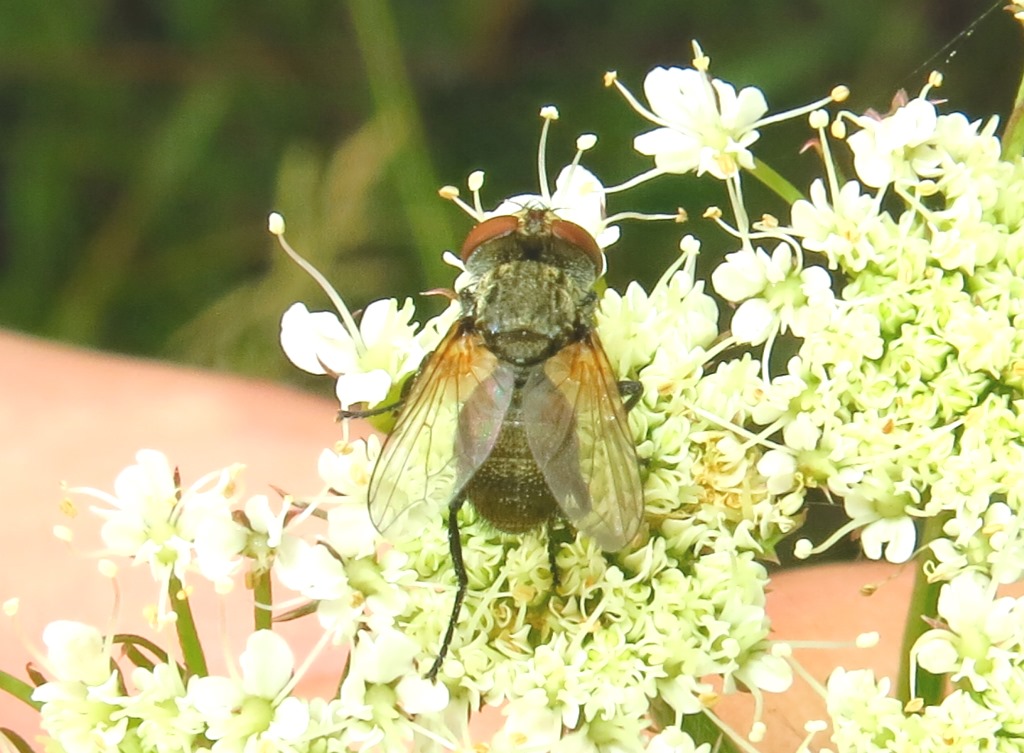 Tachinidae Phasiinae