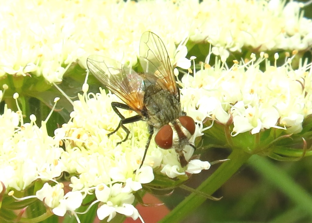 Tachinidae Phasiinae