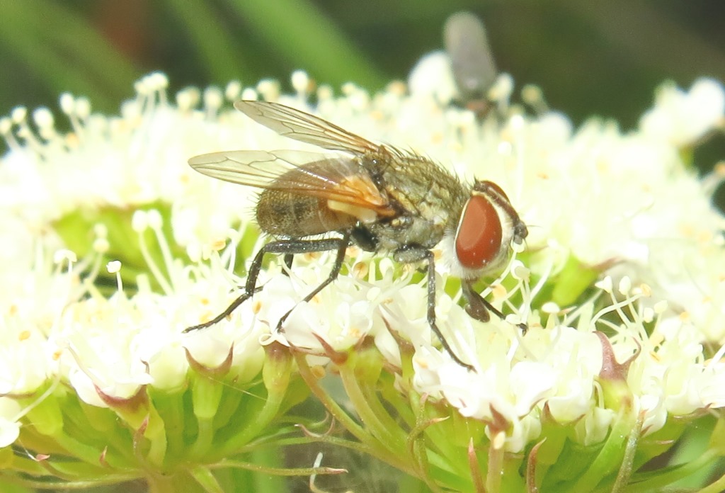 Tachinidae Phasiinae