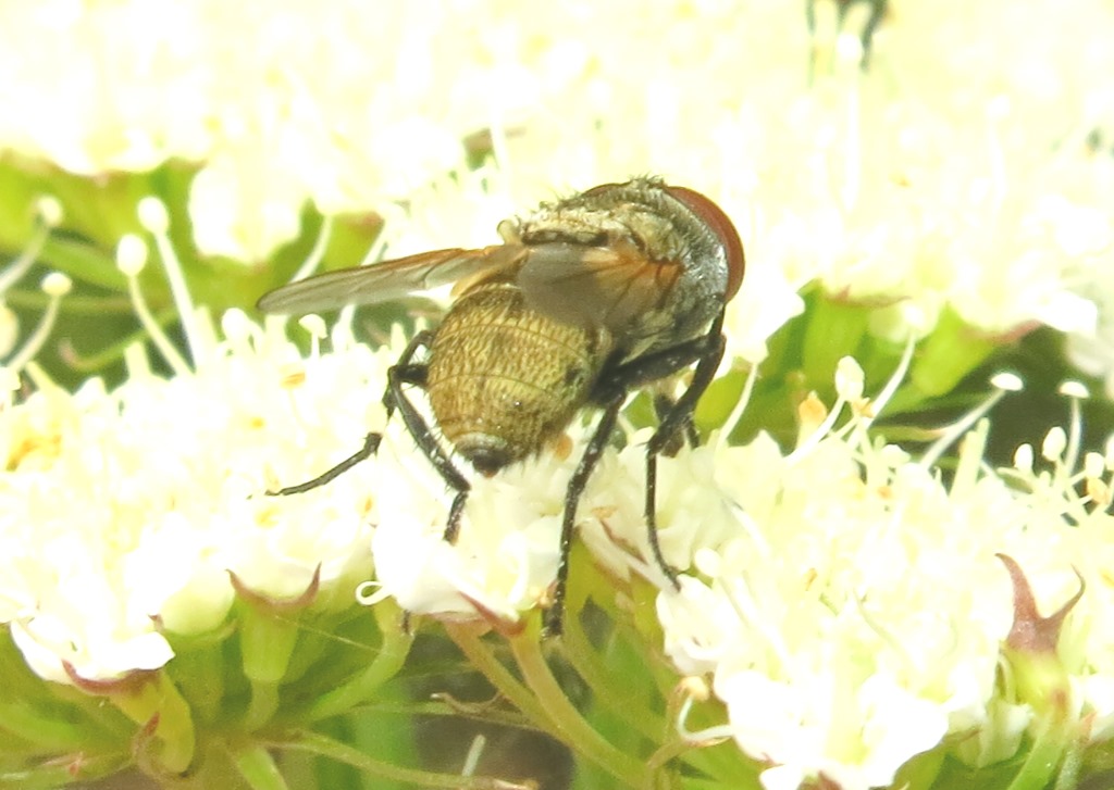 Tachinidae Phasiinae