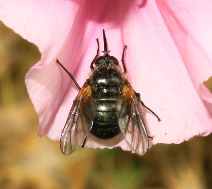 Bombyliidae da determinare?